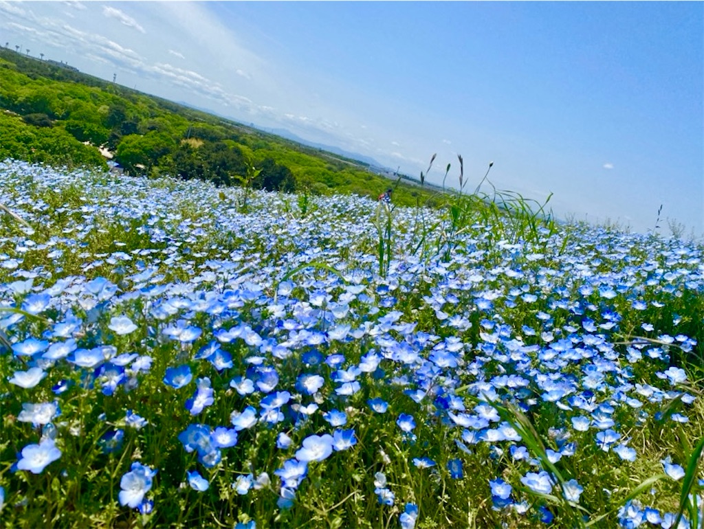 f:id:wakuwakushincha:20250524220753j:image