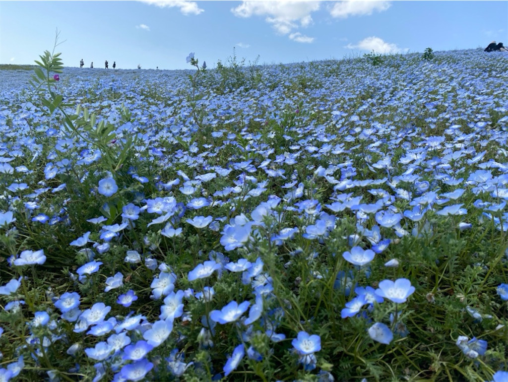 f:id:wakuwakushincha:20250524222650j:image