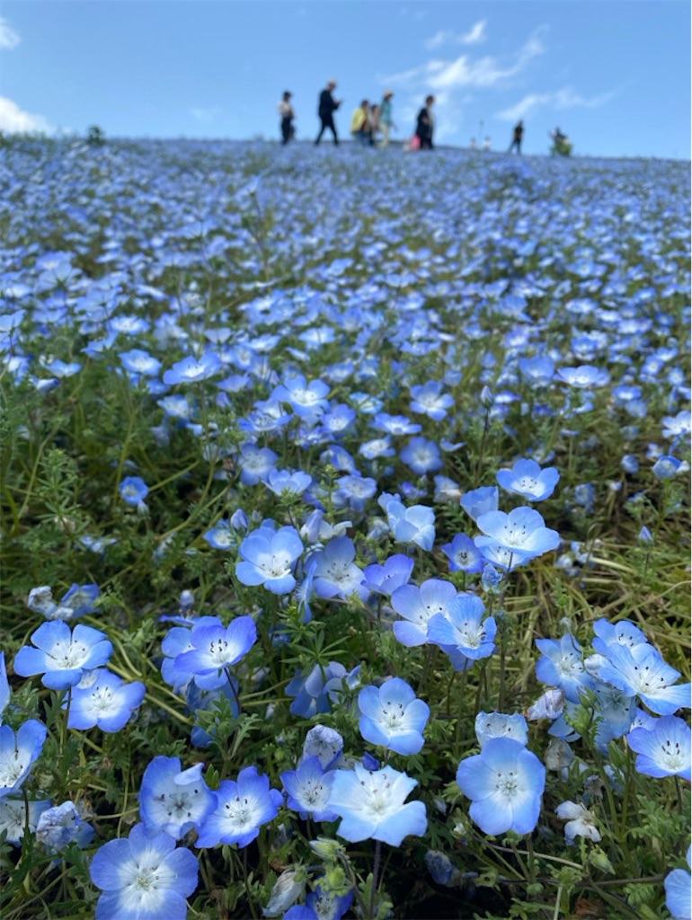 f:id:wakuwakushincha:20250524222654j:image
