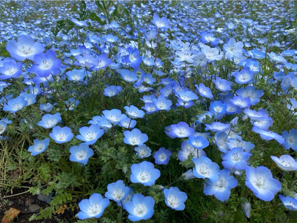 f:id:wakuwakushincha:20250524222658j:image
