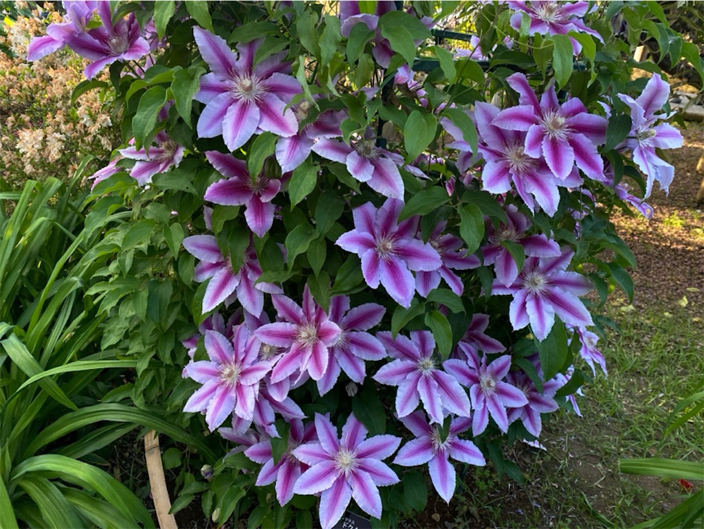 f:id:wakuwakushincha:20250525132230j:image f:id:wakuwakushincha:20250525132230j:image