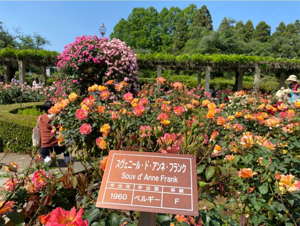 f:id:wakuwakushincha:20250612222623j:image