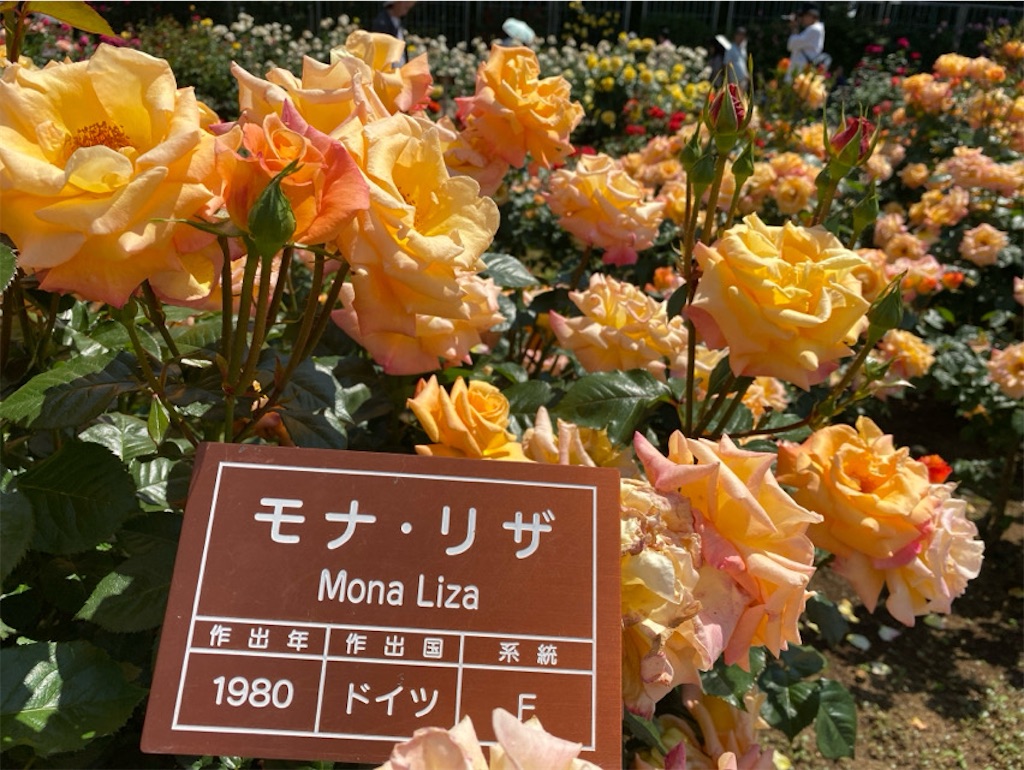 f:id:wakuwakushincha:20250612230918j:image