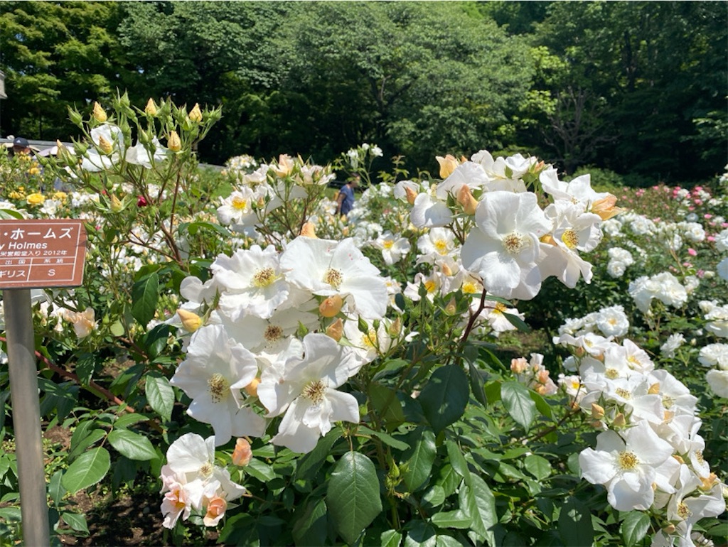 f:id:wakuwakushincha:20250612235400j:image