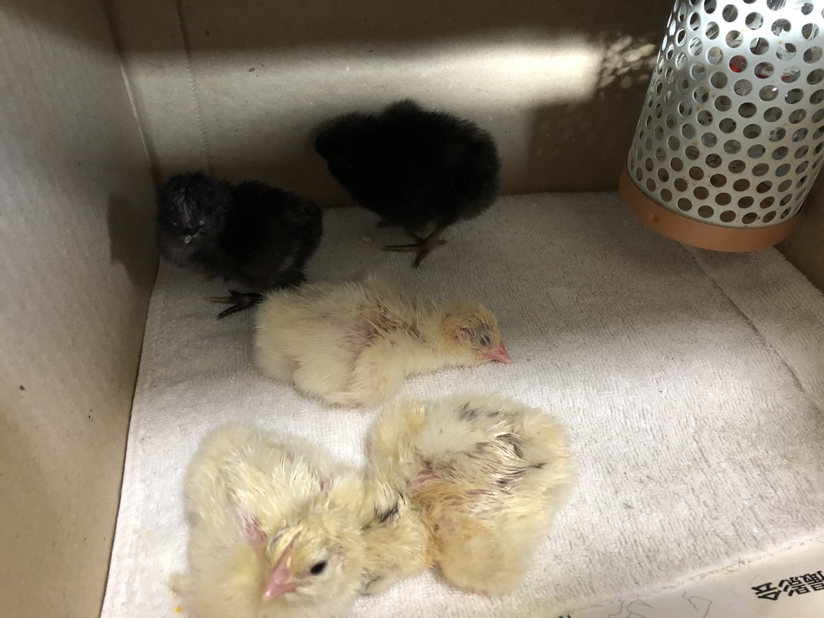 続々とひよこ誕生 座敷わらしの養鶏日記 続々とひよこ誕生 座敷わらしの養鶏日記