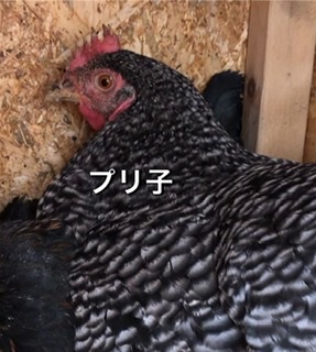 f:id:walashi:20200920201932j:plain