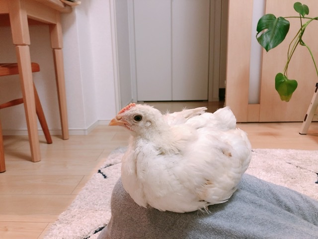 f:id:walashi:20200922185116j:plain