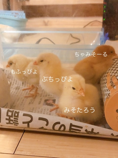 f:id:walashi:20210121215156j:plain