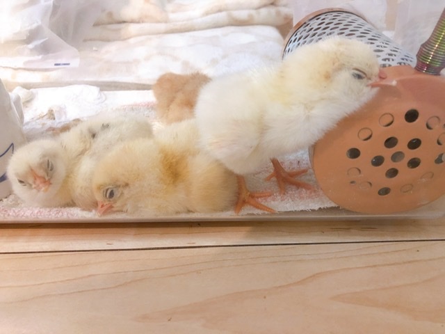 f:id:walashi:20210121215904j:plain
