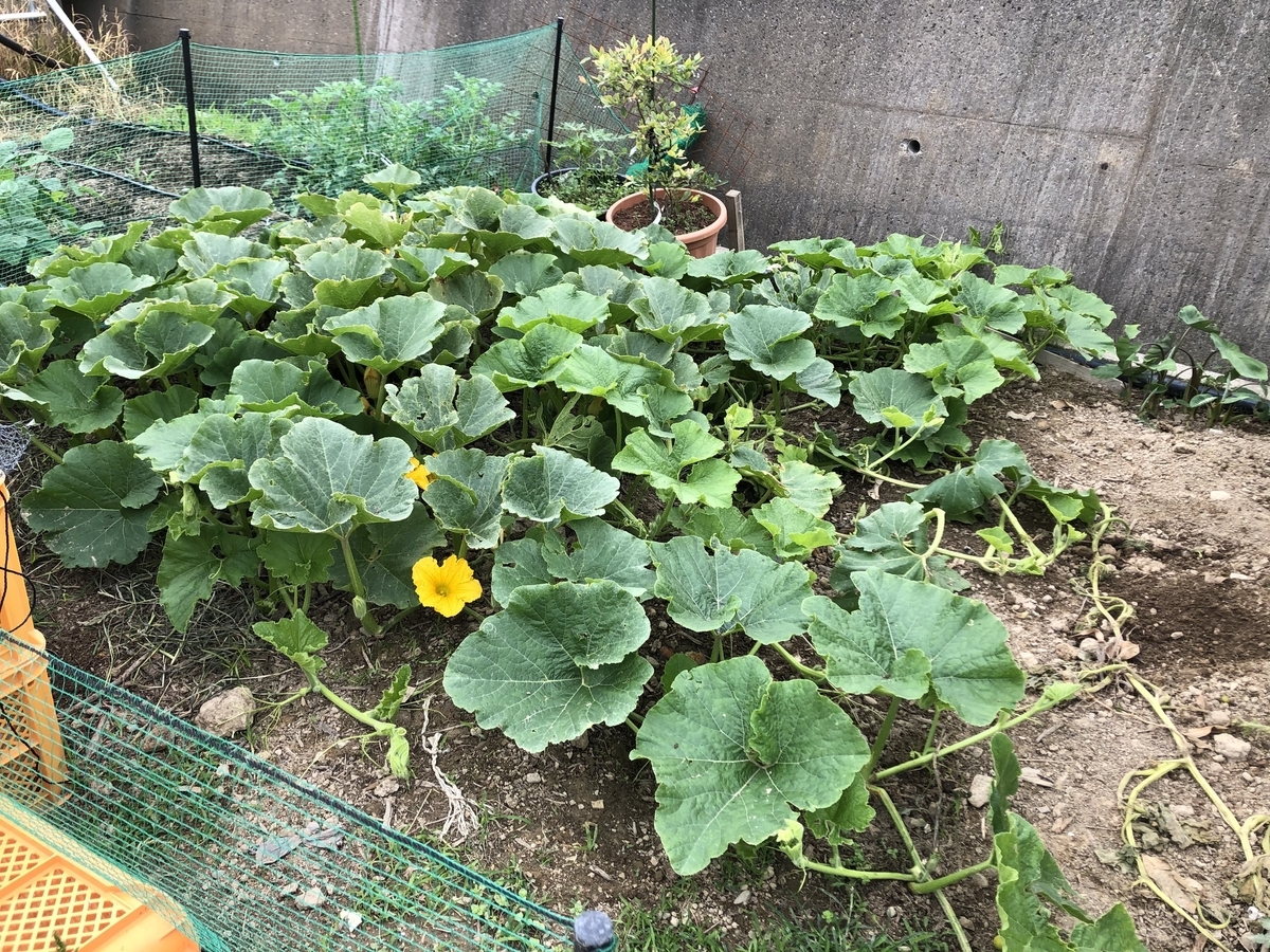f:id:walashi:20210223204037j:plain