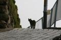 第一猫人発見。