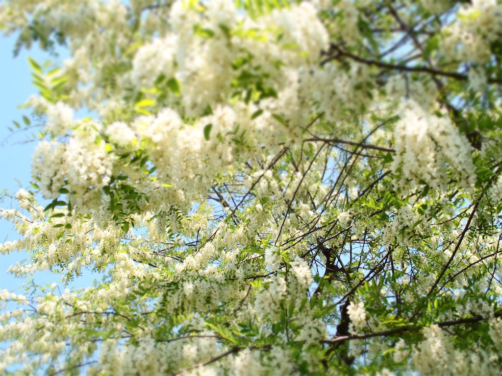 f:id:waltham70:20160609224820j:plain f:id:waltham70:20160609224820j:plain