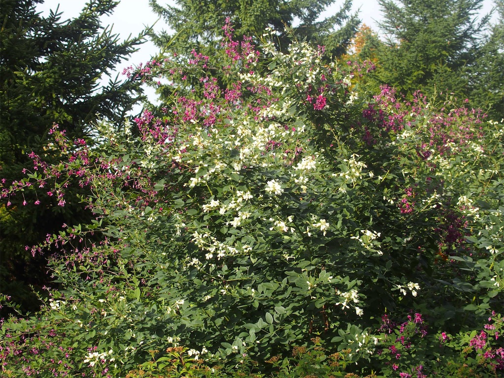 f:id:waltham70:20161007225024j:plain f:id:waltham70:20161007225024j:plain