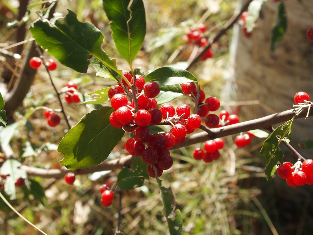 f:id:waltham70:20161016204010j:plain