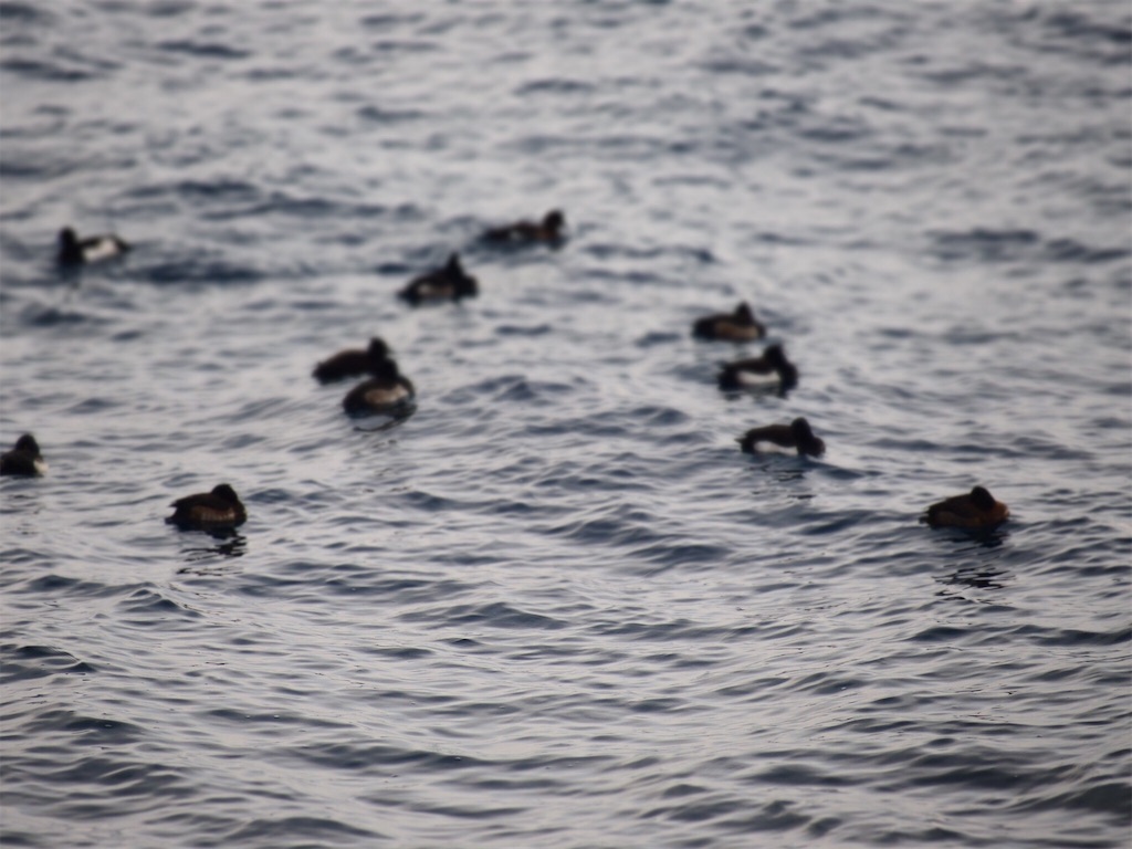 f:id:waltham70:20170224222505j:plain f:id:waltham70:20170224222505j:plain