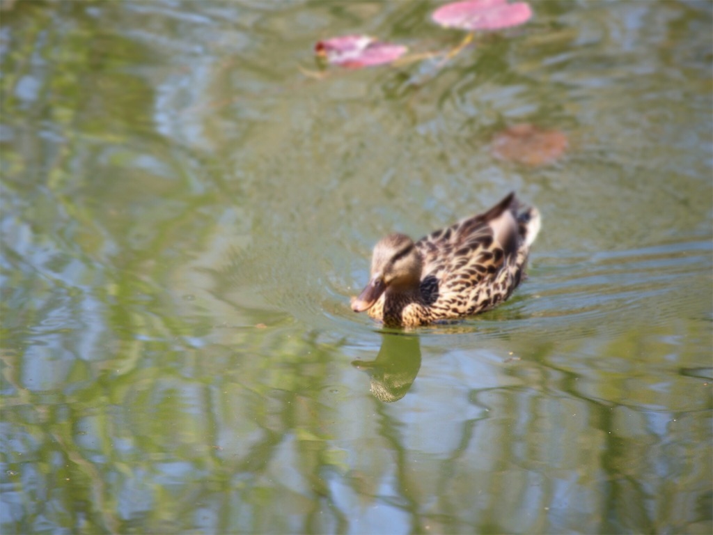 f:id:waltham70:20170521232844j:plain f:id:waltham70:20170521232844j:plain