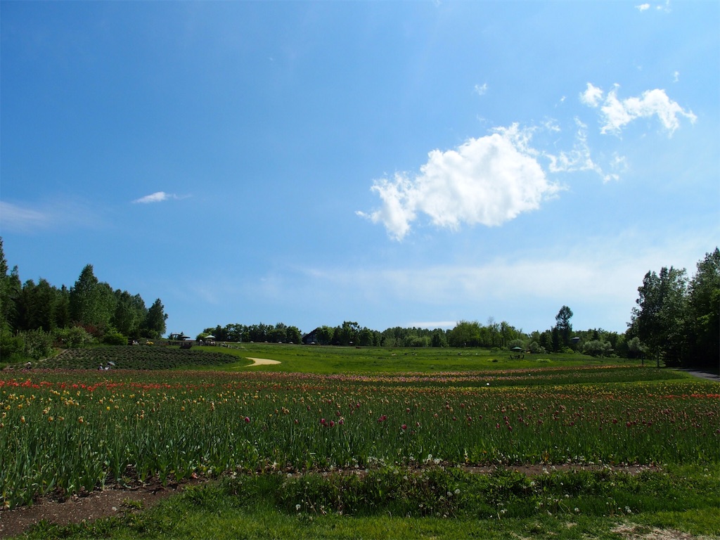 f:id:waltham70:20170620215348j:plain f:id:waltham70:20170620215348j:plain