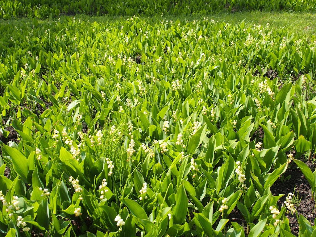 f:id:waltham70:20170620215404j:plain f:id:waltham70:20170620215404j:plain