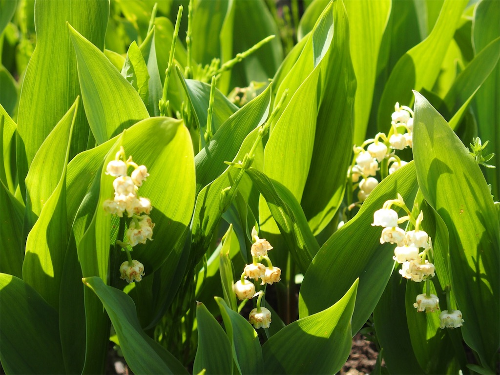 f:id:waltham70:20170620215411j:plain f:id:waltham70:20170620215411j:plain