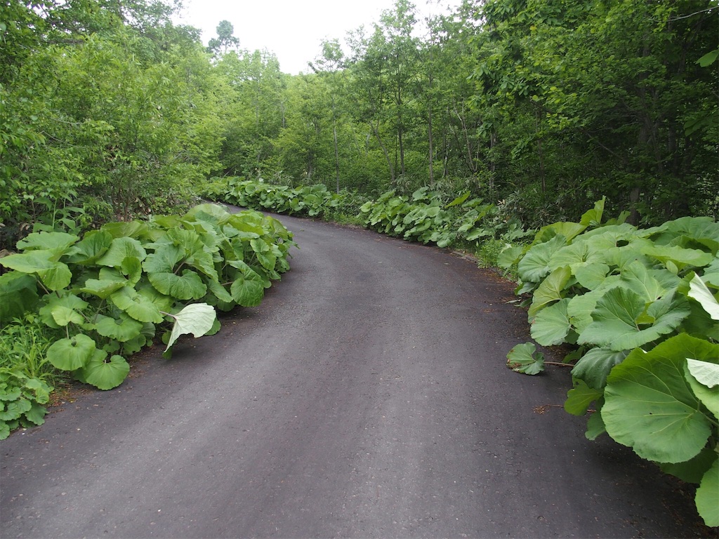 f:id:waltham70:20170620215629j:plain f:id:waltham70:20170620215629j:plain