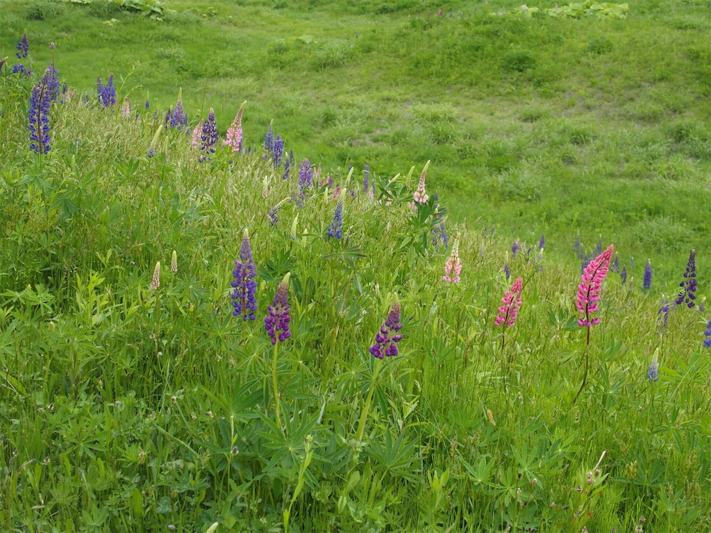 f:id:waltham70:20170620215645j:plain f:id:waltham70:20170620215645j:plain