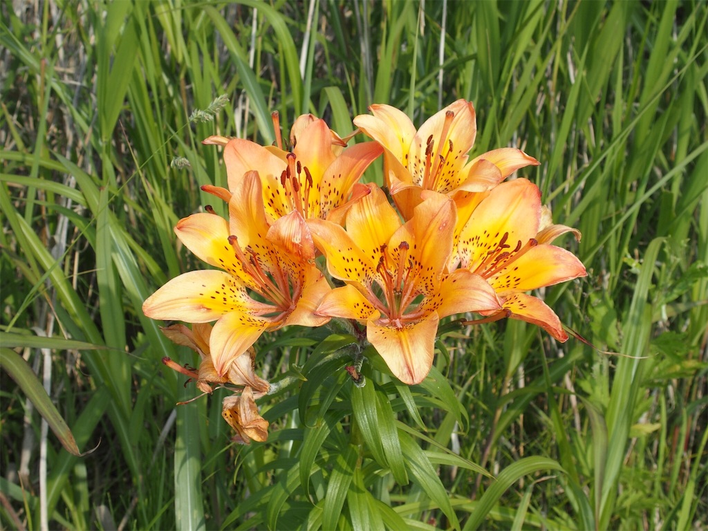f:id:waltham70:20170628214927j:plain f:id:waltham70:20170628214927j:plain