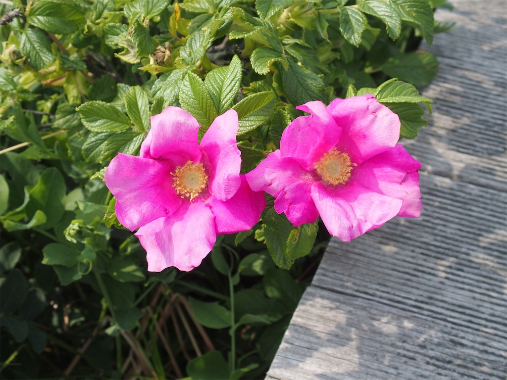 f:id:waltham70:20170628215326j:plain f:id:waltham70:20170628215326j:plain