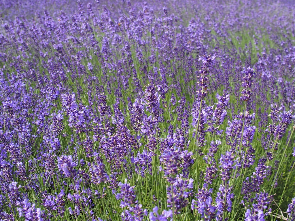 f:id:waltham70:20170722222840j:plain f:id:waltham70:20170722222840j:plain