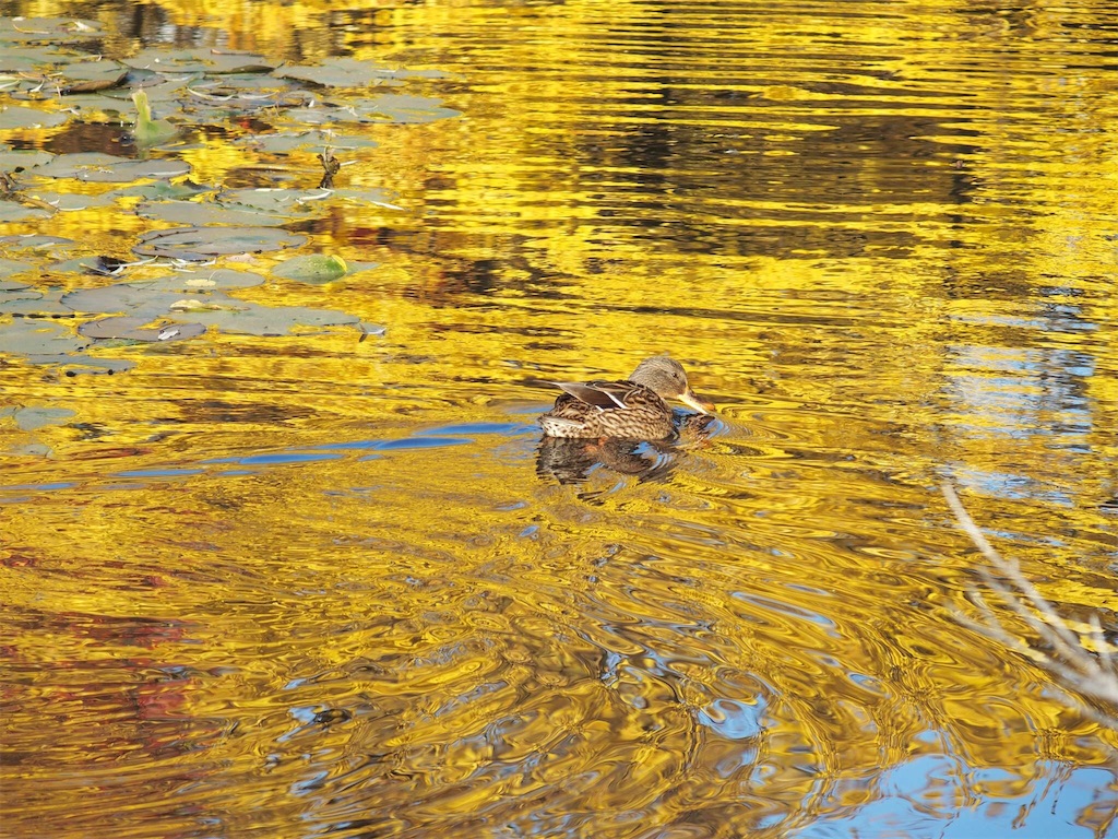 f:id:waltham70:20171024231421j:plain f:id:waltham70:20171024231421j:plain