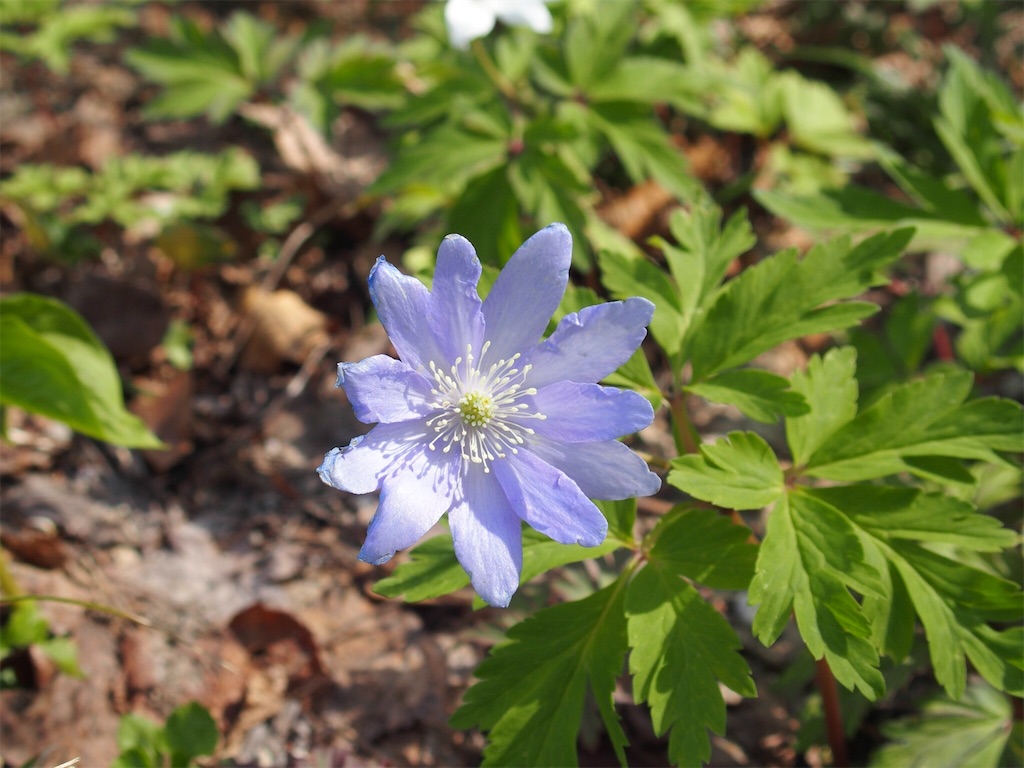 f:id:waltham70:20180511104220j:plain f:id:waltham70:20180511104220j:plain