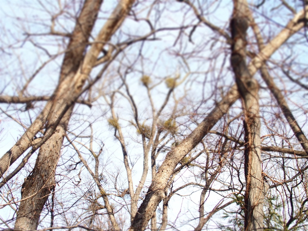 f:id:waltham70:20190321151701j:plain f:id:waltham70:20190321151701j:plain