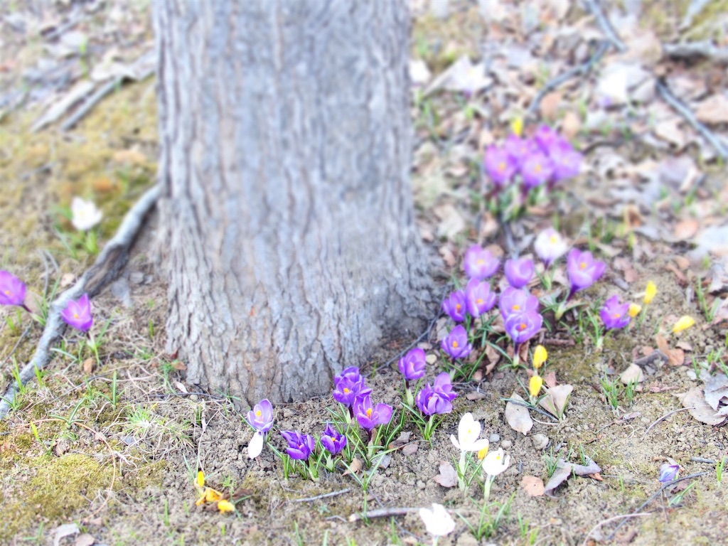 f:id:waltham70:20190415172829j:plain f:id:waltham70:20190415172829j:plain