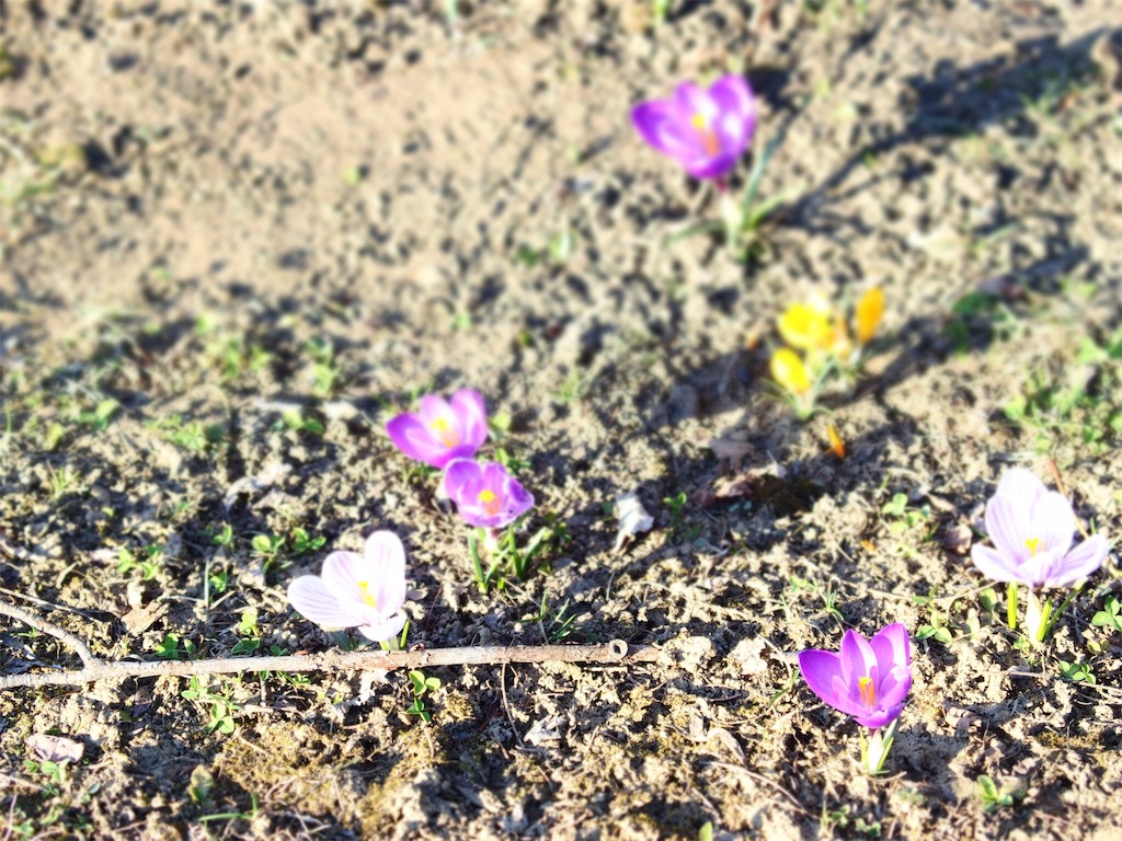 f:id:waltham70:20190415172838j:plain f:id:waltham70:20190415172838j:plain