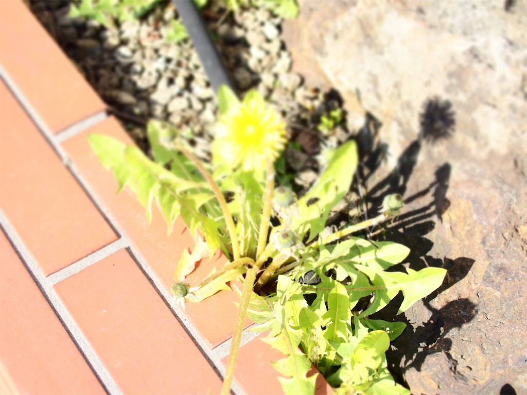 f:id:waltham70:20190421174200j:plain f:id:waltham70:20190421174200j:plain