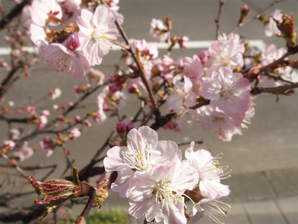 f:id:waltham70:20190421174208j:plain f:id:waltham70:20190421174208j:plain