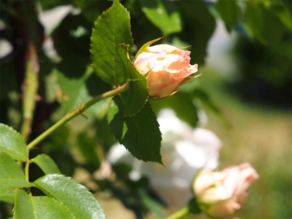 f:id:waltham70:20190618154045j:plain f:id:waltham70:20190618154045j:plain