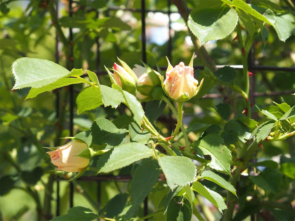 f:id:waltham70:20190618154049j:plain f:id:waltham70:20190618154049j:plain