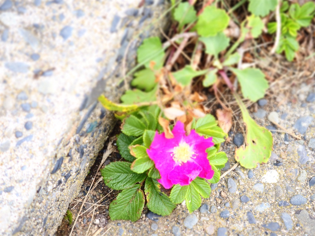 f:id:waltham70:20190816152038j:plain f:id:waltham70:20190816152038j:plain