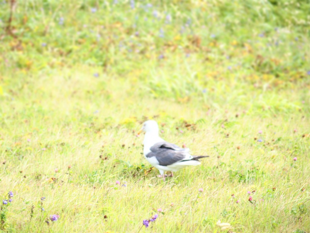 f:id:waltham70:20190816152109j:plain f:id:waltham70:20190816152109j:plain