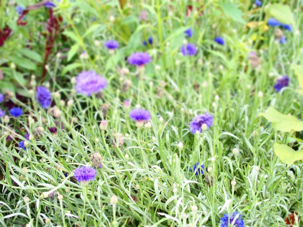 f:id:waltham70:20190818150036j:plain f:id:waltham70:20190818150036j:plain