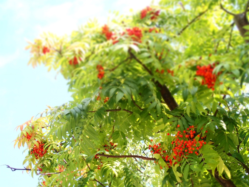 f:id:waltham70:20190904132512j:image f:id:waltham70:20190904132512j:image