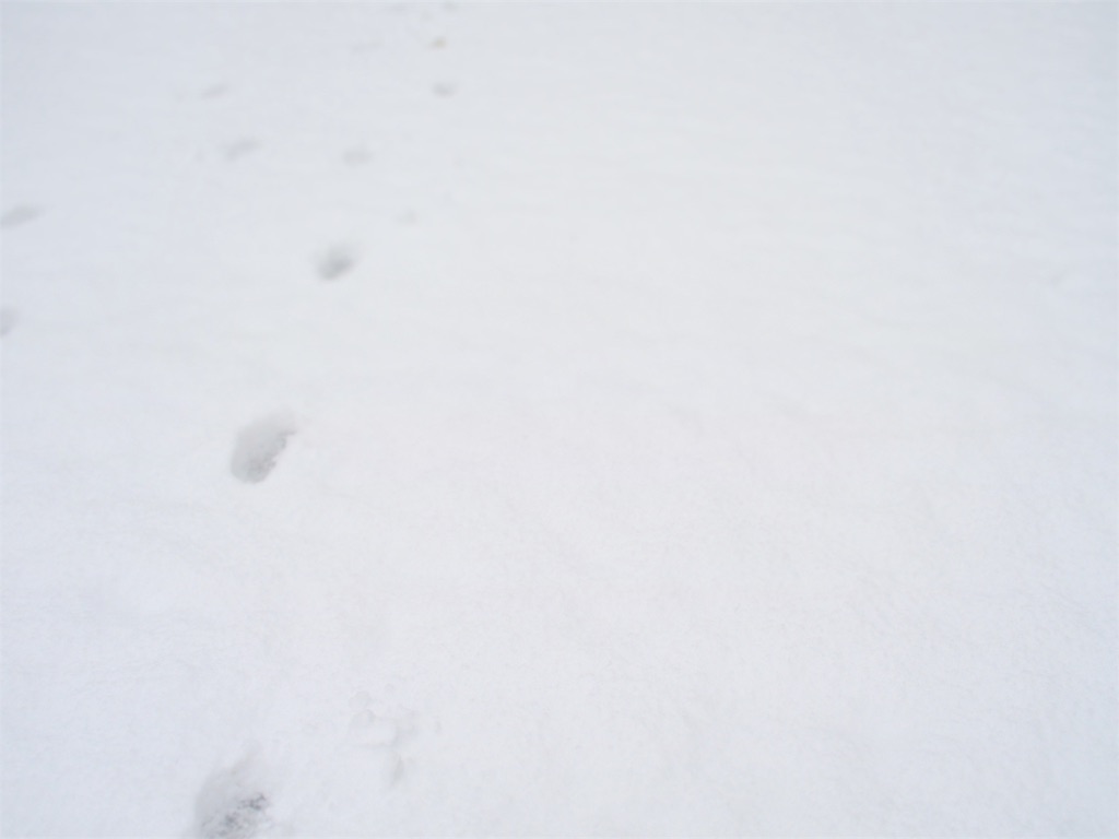 f:id:waltham70:20191115165204j:plain f:id:waltham70:20191115165204j:plain