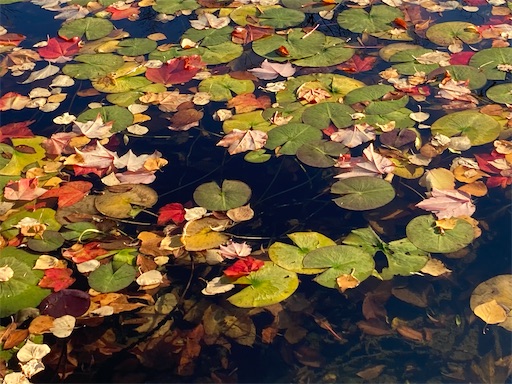 f:id:waltham70:20220131125023j:image f:id:waltham70:20220131125023j:image