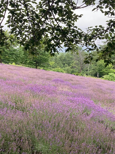 f:id:waltham70:20220729163043j:image f:id:waltham70:20220729163043j:image