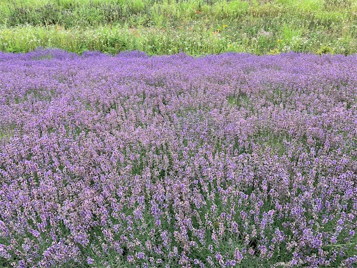 f:id:waltham70:20220729163211j:image f:id:waltham70:20220729163211j:image