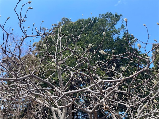 f:id:waltham70:20230402162545j:image f:id:waltham70:20230402162545j:image