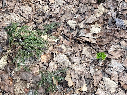 f:id:waltham70:20230402162855j:image f:id:waltham70:20230402162855j:image