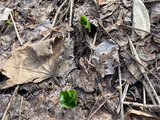 f:id:waltham70:20230402162901j:image f:id:waltham70:20230402162901j:image