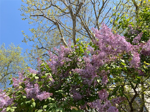 f:id:waltham70:20240519164041j:image f:id:waltham70:20240519164041j:image