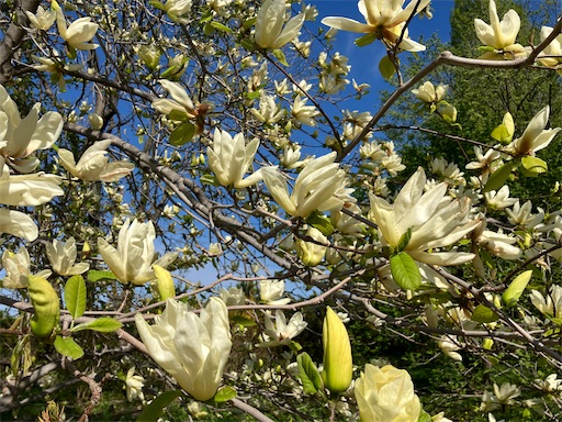 f:id:waltham70:20240519164451j:image f:id:waltham70:20240519164451j:image